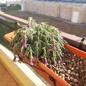 LAVANDA MOSCIA °