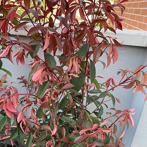 photinia 5