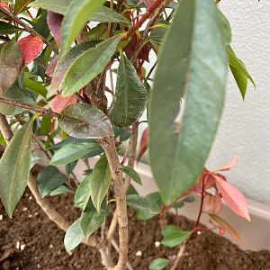 photinia 3