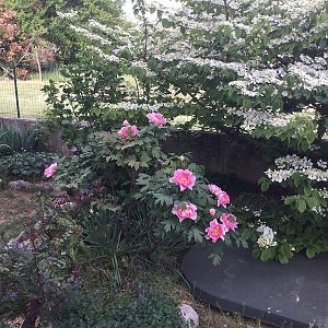 Viburnum Plicatum