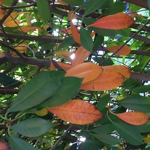 FOGLIE PHOTINIA CADONO