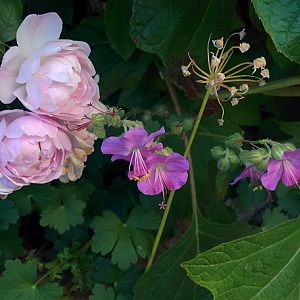 R. Blushnoisette, Geranium2