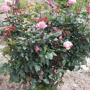 Grandiflora rosa profumata