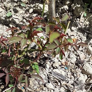 Rosa nata da seme 2019(Austriana)