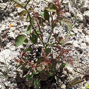 Rosa nata da seme 2019 (Austriana)