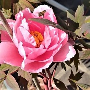 Ape da identificare Su Paeonia-“Hanakisoi-Light-Pink”