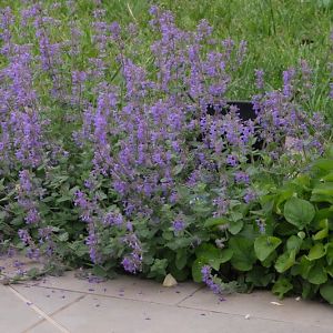 Nepeta Mussinii