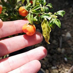 Habanero Orange