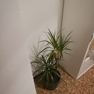 dracena a distanza