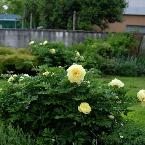 peonia Bartzella panoramica 1.jpg