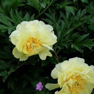 Peonia Bartzella e g. endressii.jpg