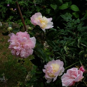 peonia Raspberry Sundae 5.JPG