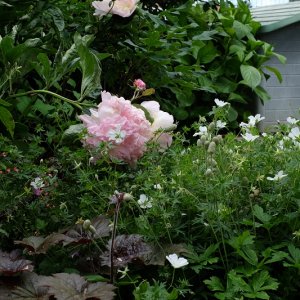 peonia Raspberry Sundae e geranium.JPG