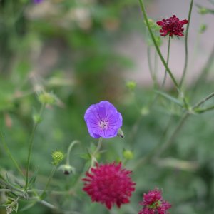 g. Orion, scabiosa.JPG