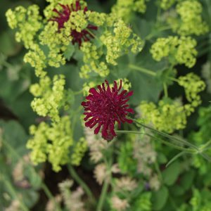 Scabiosa, alchemilla.JPG