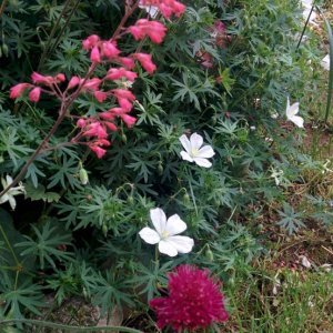 Scabiosa, ger. sang.jpg