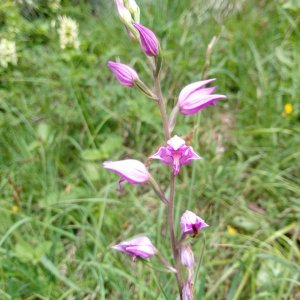 Cephalanthera rubra.jpg