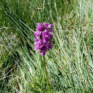 Dactylorhiza incarnata.jpg