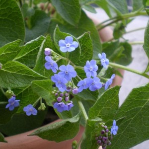 brunnera1.