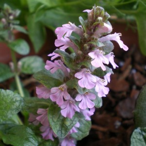 ajuga reptans1.