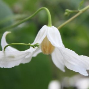 Viridifolia Alba in abbraccio di ipomea H.Blu