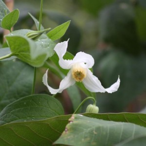 Clematis viridifolia Alba