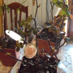 piante acquistate da Nino Sanremo