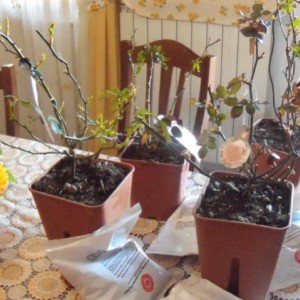 piante acquistate da Nino Sanremo