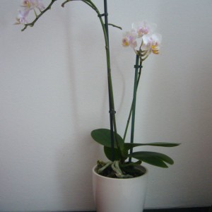 La mia Prima Orchidea.