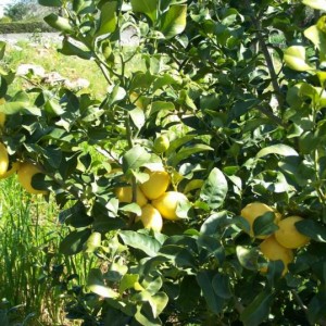 limoni