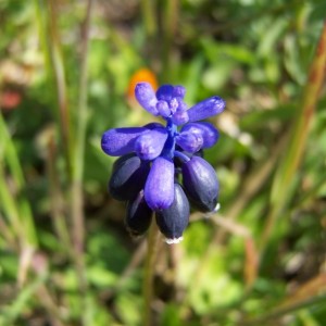 fiore di lampascione