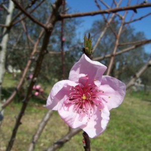 fiore di pesco