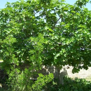 fico di San Giovanni, con giuggiola in primo piano