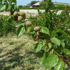 albicocche, e  melograno sullo sfondo