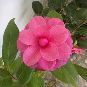 Furcamelia.