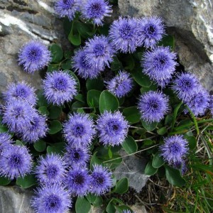 Globularia incanescens