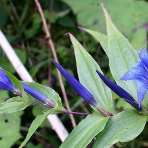 Gentiana asclepiadacea