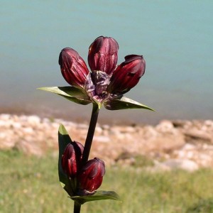 Gentiana porpurea