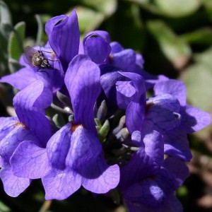 Linaria alpina.