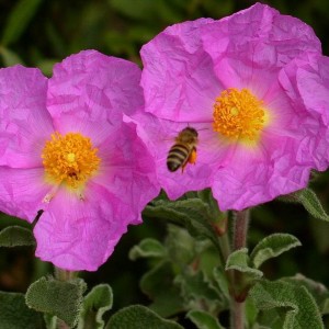 Cistus incanus.