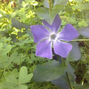 pervinca.