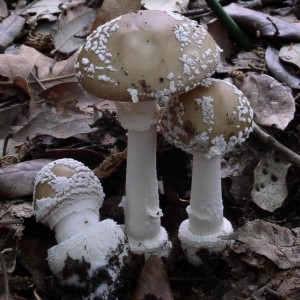 Amanita pantherina