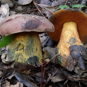 Boletus luridus