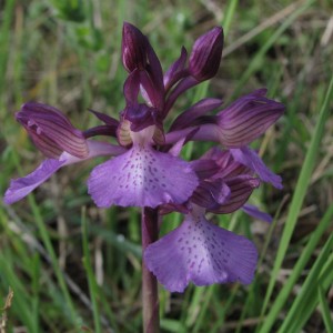 Ibrido tra Orchis.morio & O.papilionacea