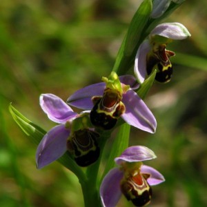 Ophrys apifera.