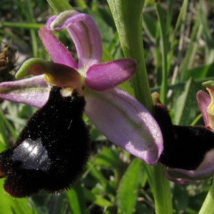 Ophrys bertoloni