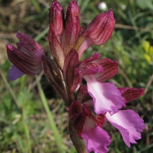 Orchis papilionac