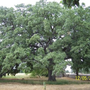 quercia vallonea..monumento nazionale,
naturalmente non e' mia..