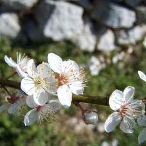 fiori di brunella