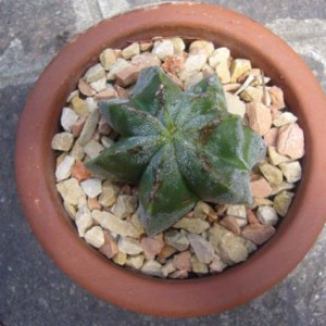 piccolo di astrophytum